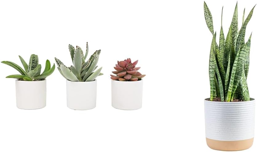 snake plant for a sleep friendly environment